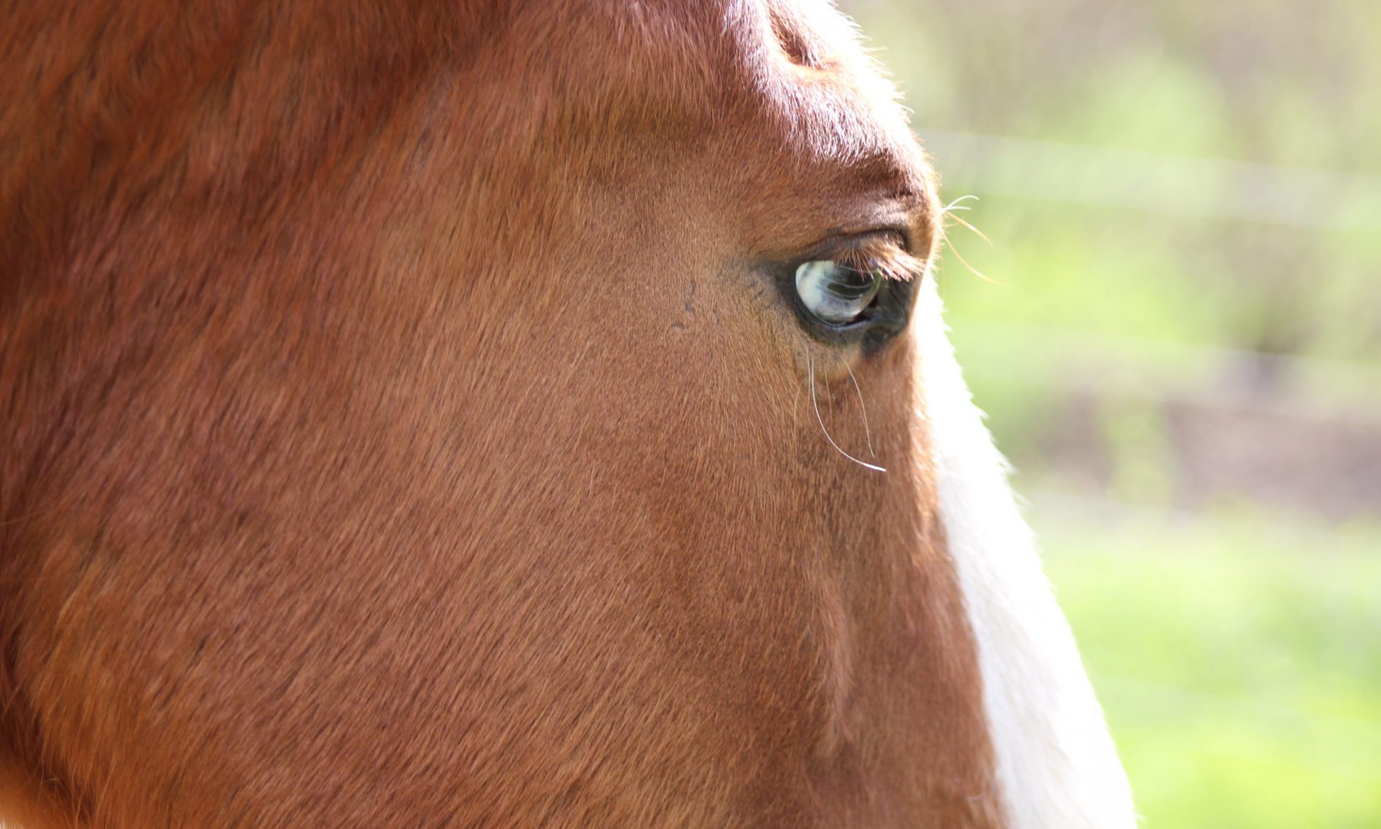 Kottman Equestrian Center